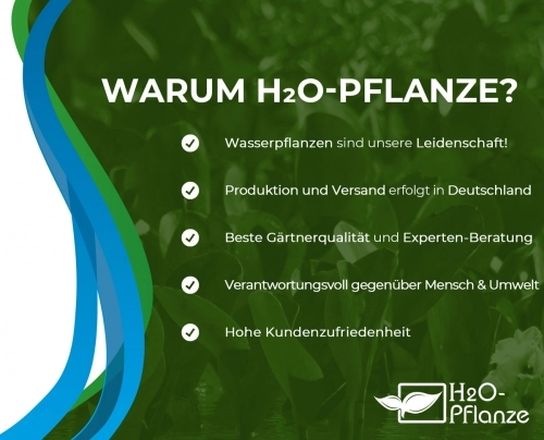 XXL Riesen-Hechtkraut im 2 Liter Pflanztopf